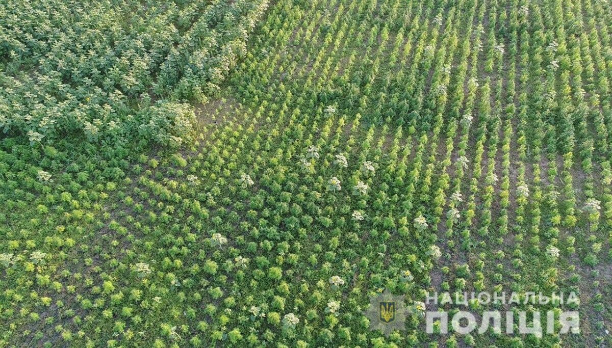 Охраняли с вышки: На Херсонщине нашли рекордный посев конопли на более 300 млн грн