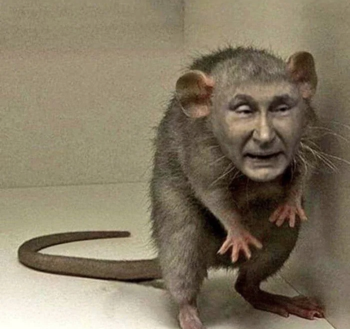 Крыса в бетоне